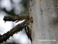 images/Oiseaux/oiseaux-(17) copie.jpg